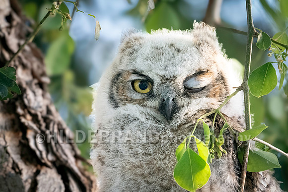 Shadow Ridge Owlets