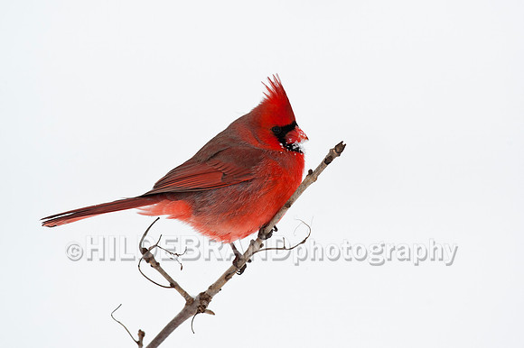 Northern Cardinal