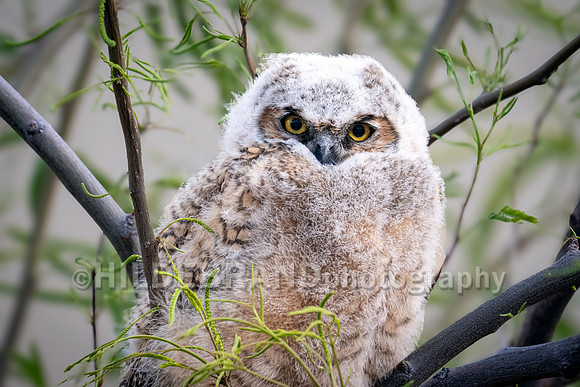 Shadow Ridge Owlets