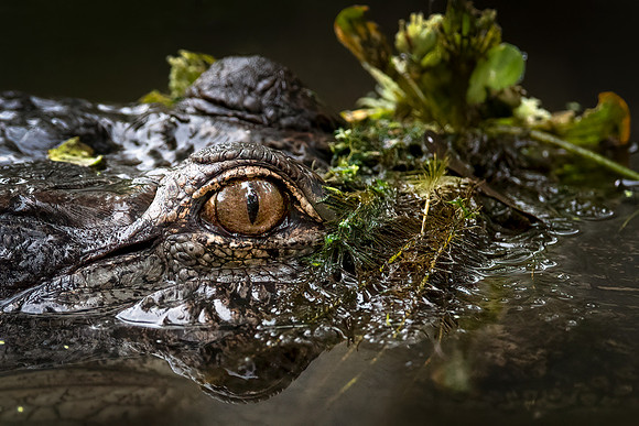 Alligator