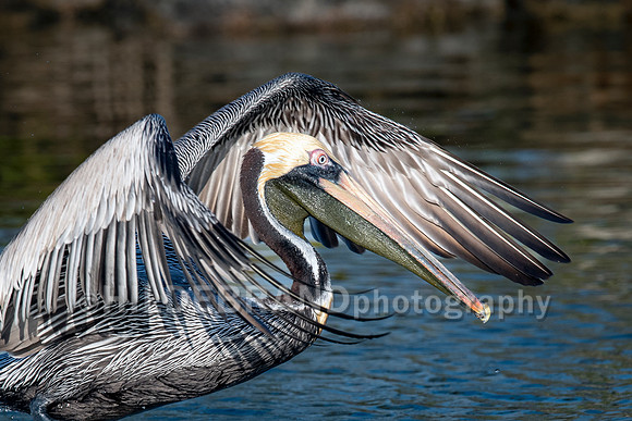 Brown Pelican