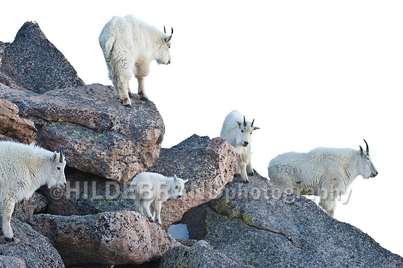 Mountain Goat