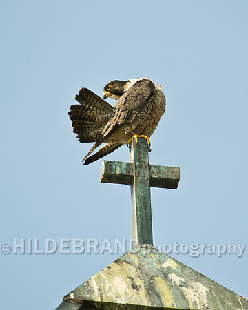 St. Michael's Peregrine