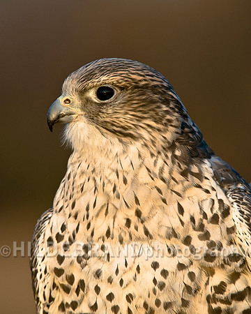 Gyr/Saker Hybrid