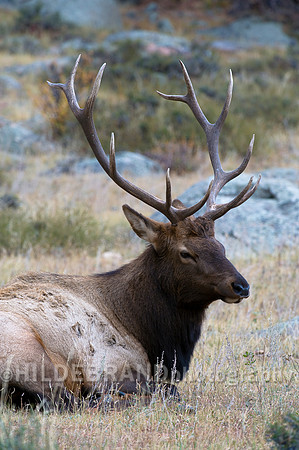 Bull Elk
