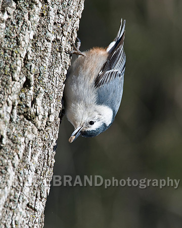 White-breasted Nuthatch