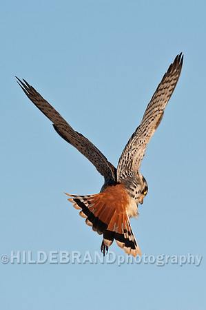Hovering Kestrel