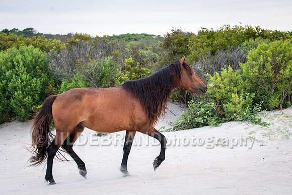 Chincoteague Pony