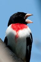 Rose-breasted Grosbeak