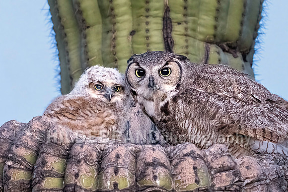 Great Horned Owl