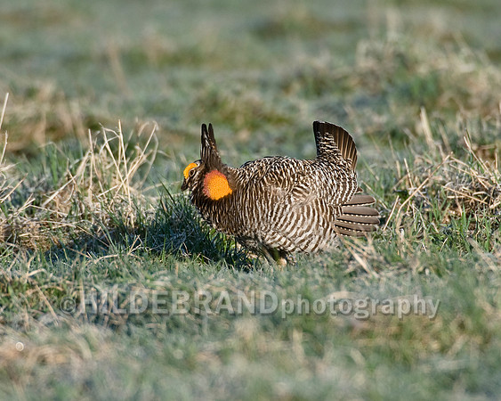 Greater Prairie Chicken