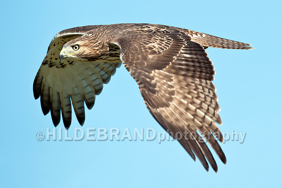 Immature Red-tailed Hawk