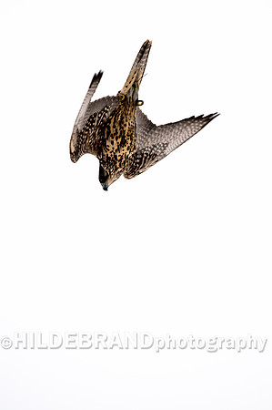 Falcon Stoop