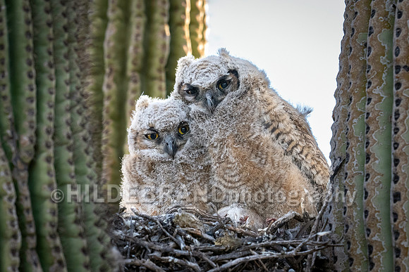 Great Horned Owl