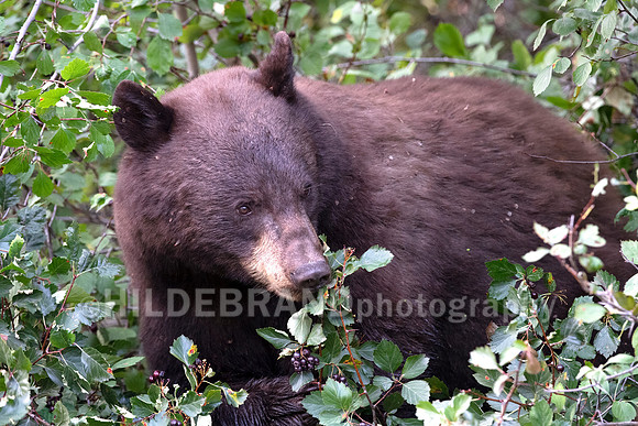 Black Bear