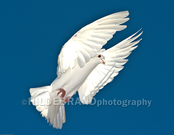 White Dove