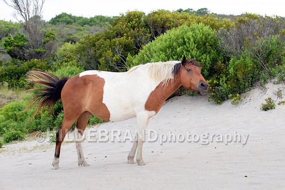 Chincoteague Pony