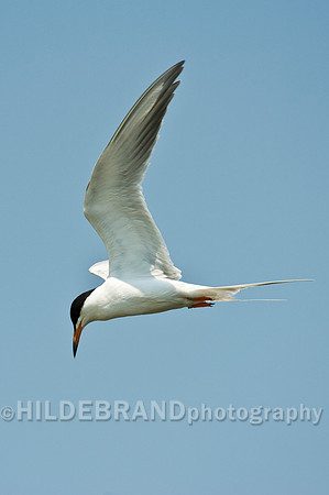 Common Tern
