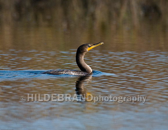 Double-Crested Cormorant