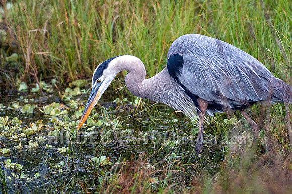 Great Blue Heron