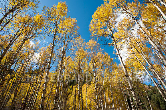 Aspen Grove