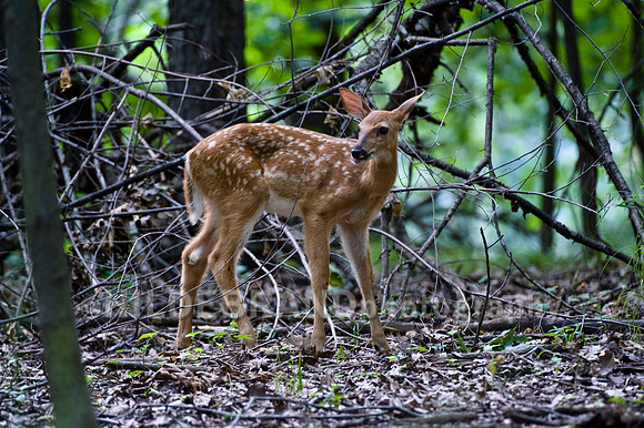 Whitetail Deer Fawn