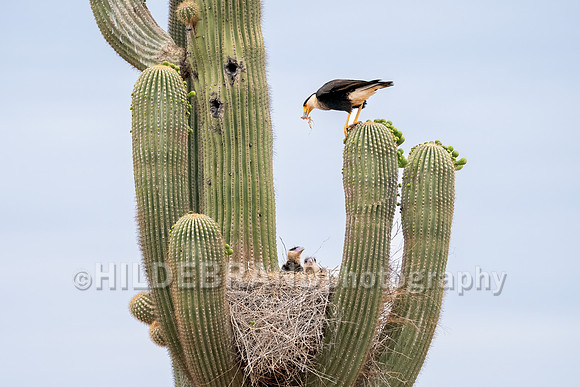 Crested Caracara