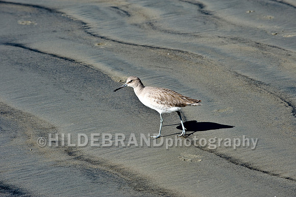 Willet