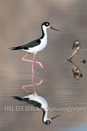 Black-necked Stilt