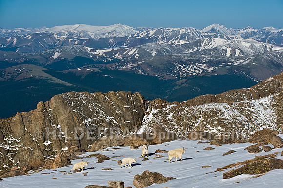 Mountain Goat