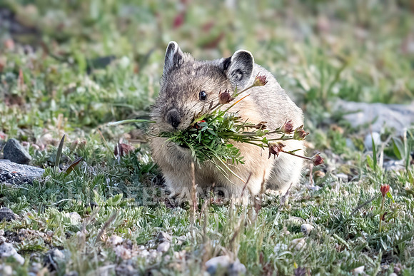 Pika