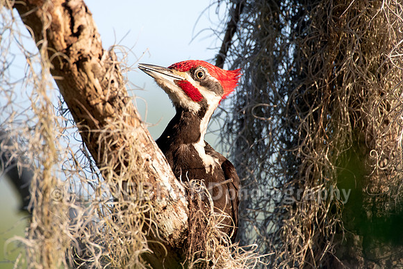 Pileated Woodpecker