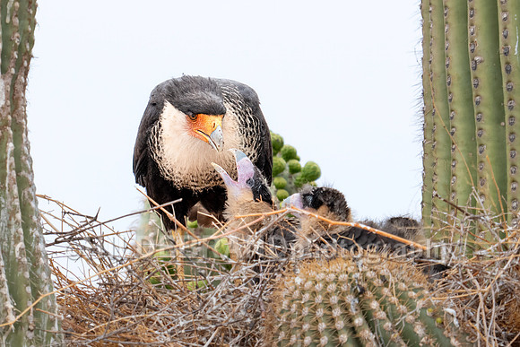 Crested Caracara