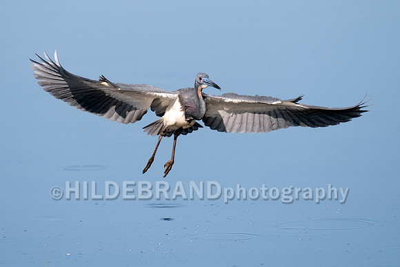 Tricolored Heron