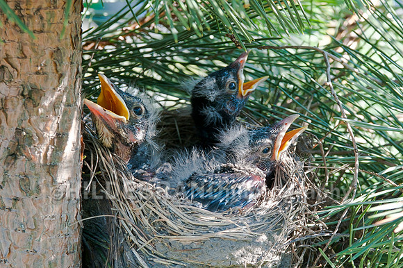 Robin Babies