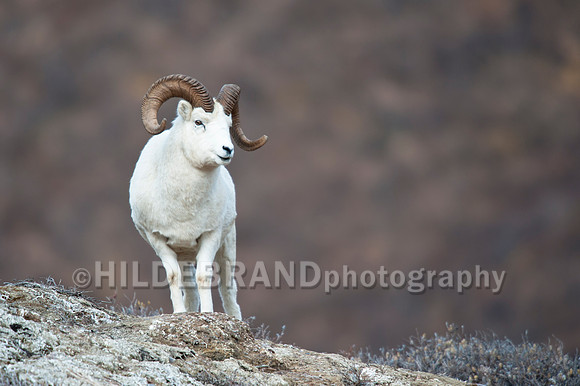 Dall Sheep