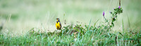 Eastern Meadowlark