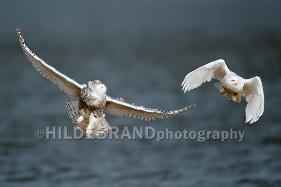 Snowy Owls in Flight