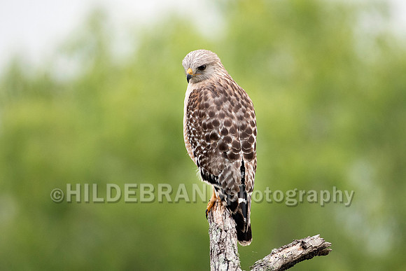Red-shouldered hawk