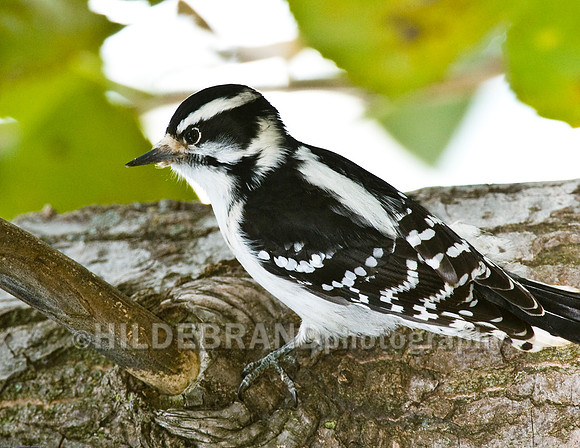 Downy Woodpecker