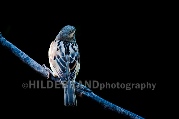 House Sparrow
