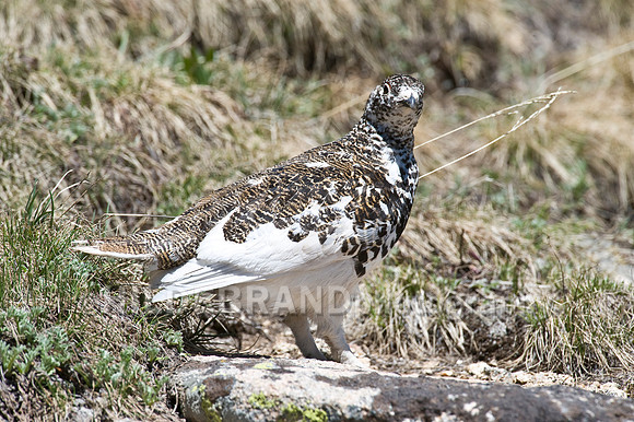 White-tailed Ptarmigan