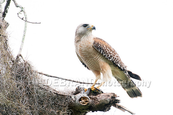 Red-shouldered hawk