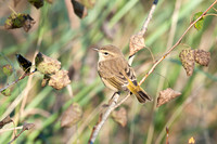 Palm Warbler