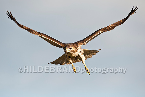 Immature Red-tailed Hawk
