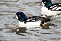 Barrow's Goldeneye