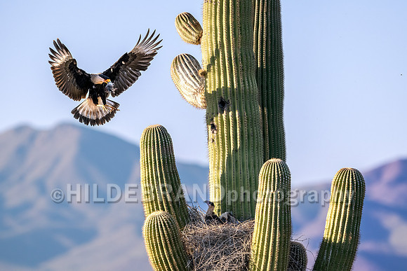 Crested Caracara