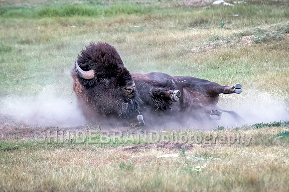 Bison dirt bath
