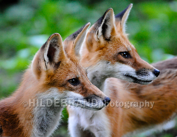 Neighborhood Red Fox