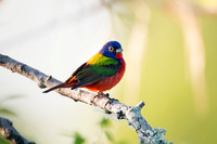 Painted Bunting